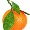 نت نارنگی