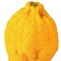 نت بالنگ