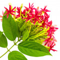 پیچ رانگون