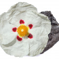 لادن فرانسوی